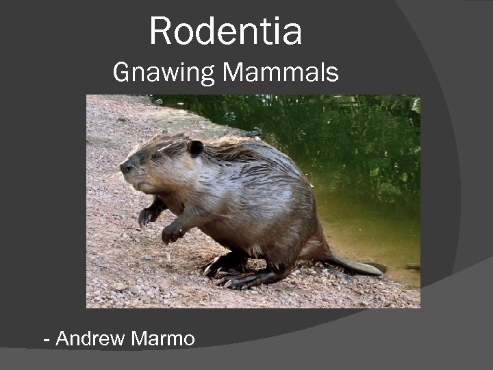 Rodentia Gnawing Mammals - Andrew Marmo 