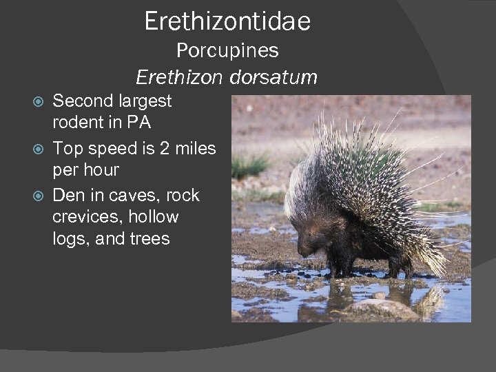 Erethizontidae Porcupines Erethizon dorsatum Second largest rodent in PA Top speed is 2 miles