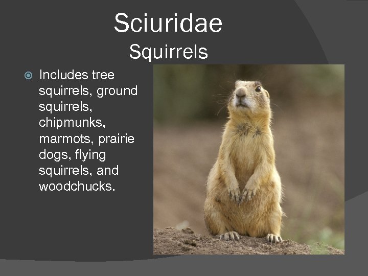 Sciuridae Squirrels Includes tree squirrels, ground squirrels, chipmunks, marmots, prairie dogs, flying squirrels, and