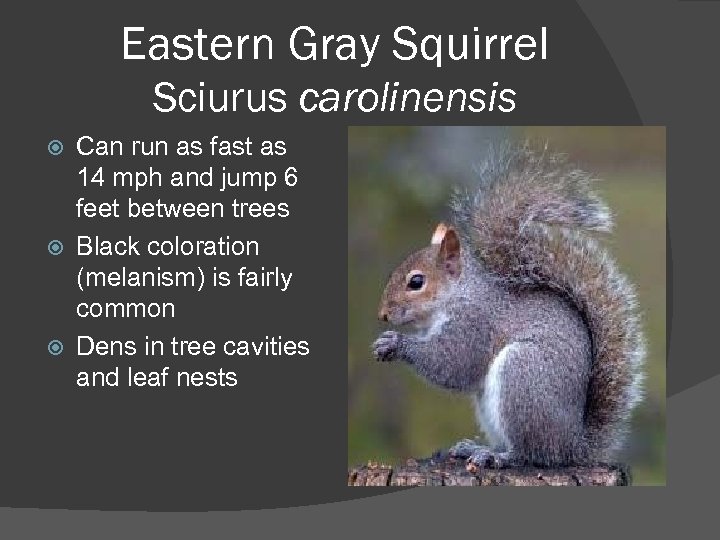 Eastern Gray Squirrel Sciurus carolinensis Can run as fast as 14 mph and jump