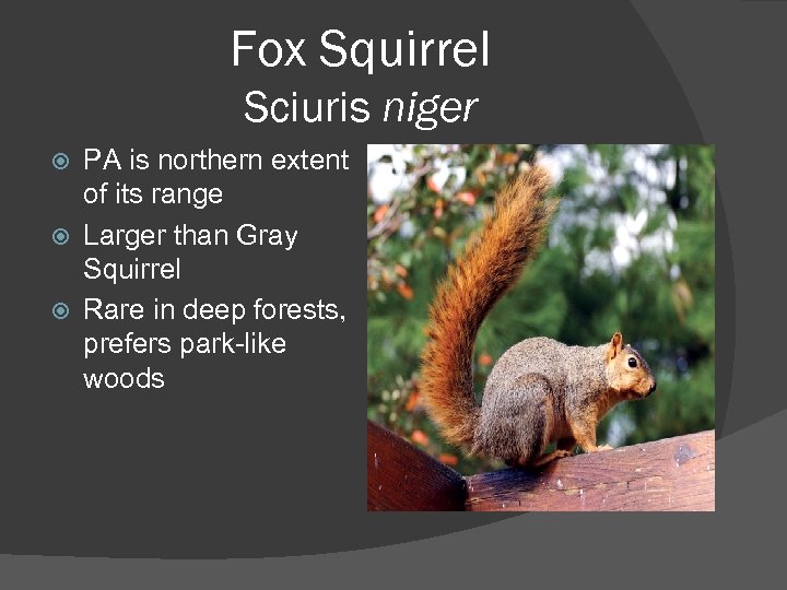 Fox Squirrel Sciuris niger PA is northern extent of its range Larger than Gray