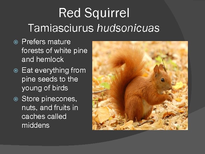 Red Squirrel Tamiasciurus hudsonicuas Prefers mature forests of white pine and hemlock Eat everything