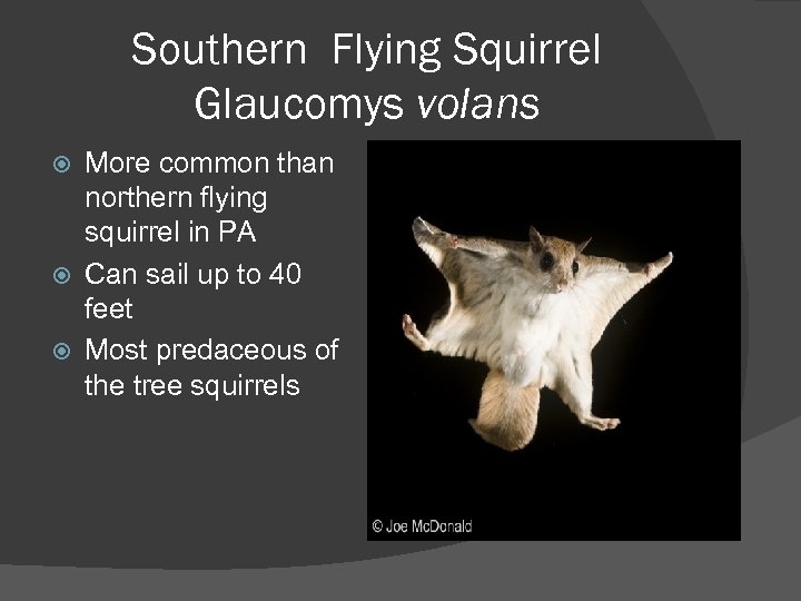 Southern Flying Squirrel Glaucomys volans More common than northern flying squirrel in PA Can