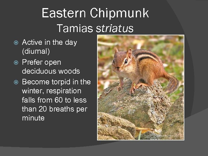 Eastern Chipmunk Tamias striatus Active in the day (diurnal) Prefer open deciduous woods Become