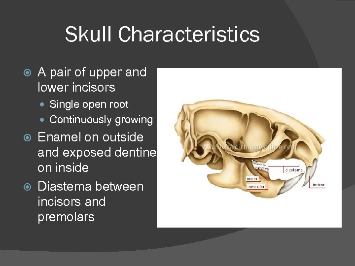 Skull Characteristics A pair of upper and lower incisors Single open root Continuously growing