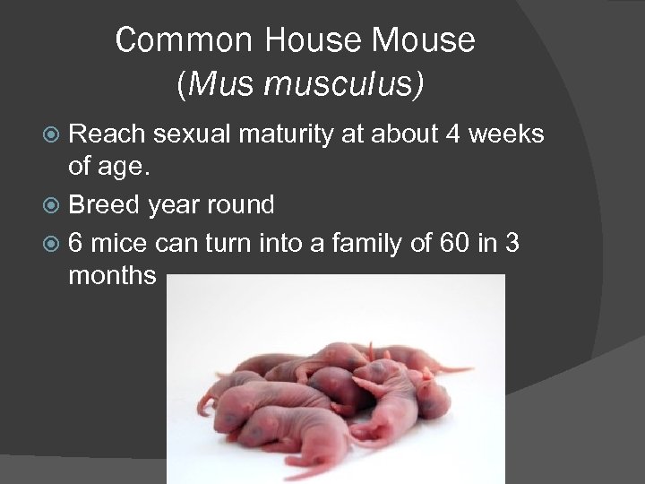 Common House Mouse (Mus musculus) Reach sexual maturity at about 4 weeks of age.