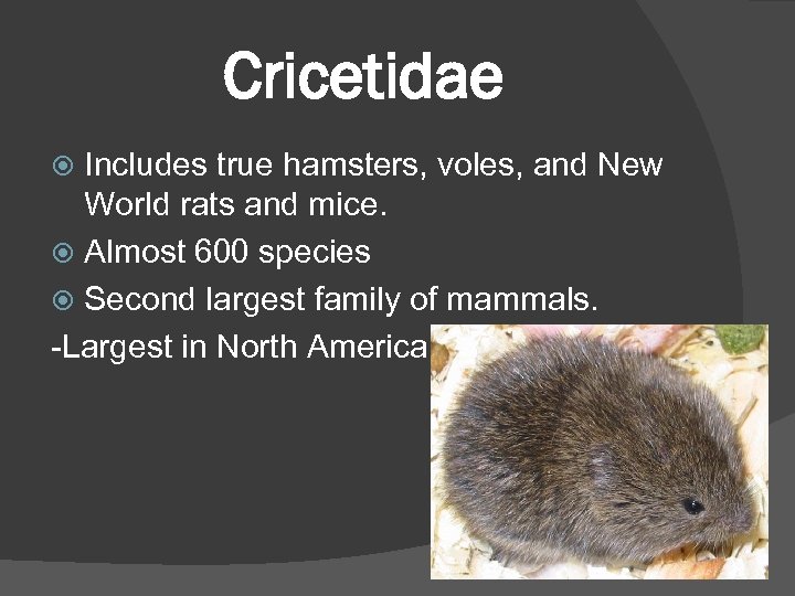 Cricetidae Includes true hamsters, voles, and New World rats and mice. Almost 600 species