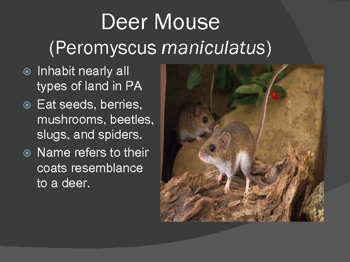 Deer Mouse (Peromyscus maniculatus) Inhabit nearly all types of land in PA Eat seeds,