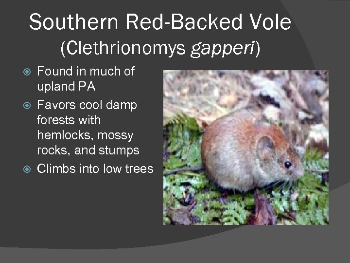 Southern Red-Backed Vole (Clethrionomys gapperi) Found in much of upland PA Favors cool damp