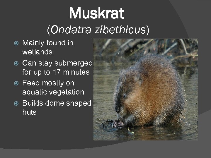 Muskrat (Ondatra zibethicus) Mainly found in wetlands Can stay submerged for up to 17