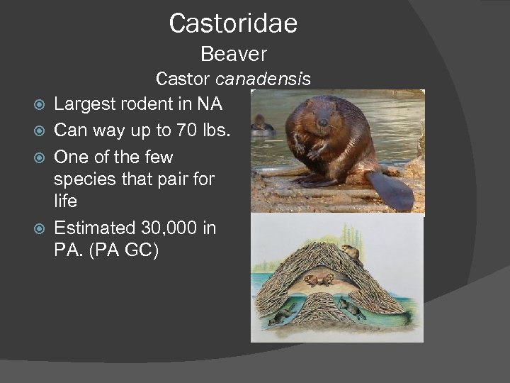 Castoridae Beaver Castor canadensis Largest rodent in NA Can way up to 70 lbs.