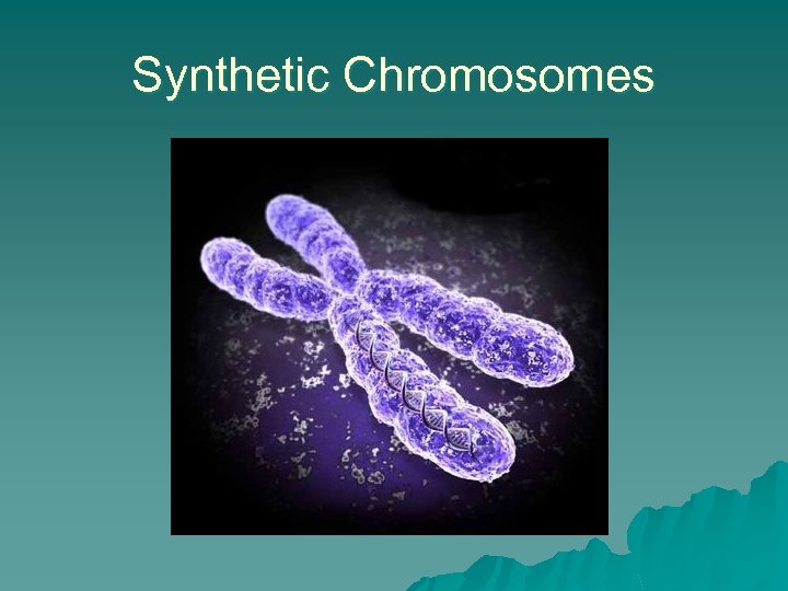 Synthetic Chromosomes 