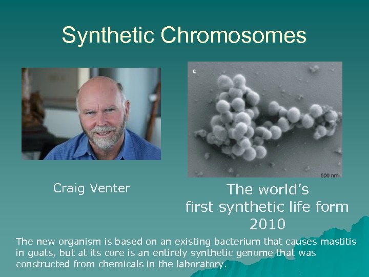 Synthetic Chromosomes Craig Venter The world’s first synthetic life form 2010 The new organism