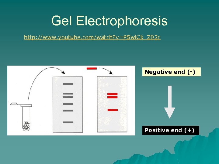Gel Electrophoresis http: //www. youtube. com/watch? v=PSwl. Ck_Z 02 c Negative end (-) Positive