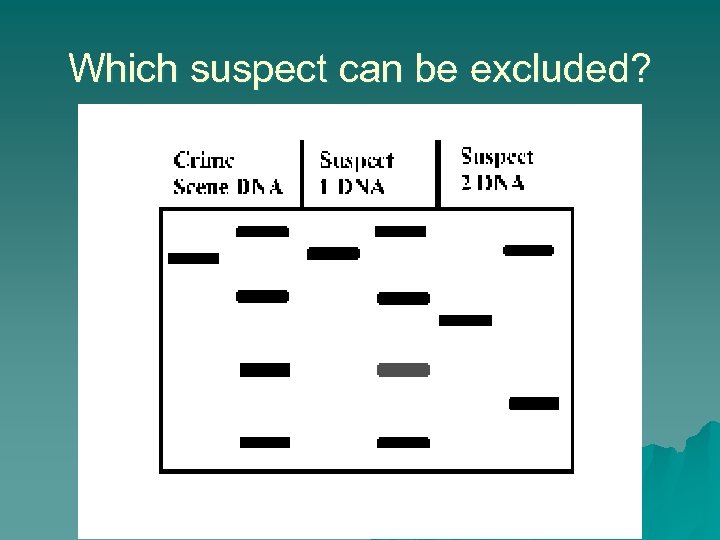 Which suspect can be excluded? 