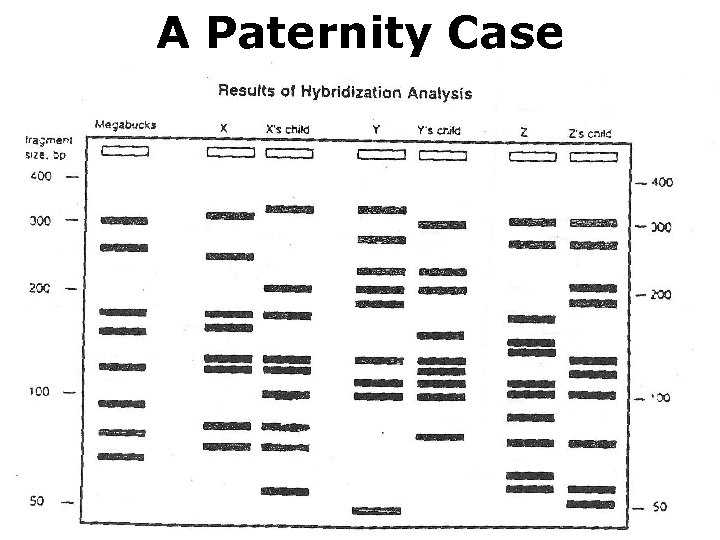 A Paternity Case 