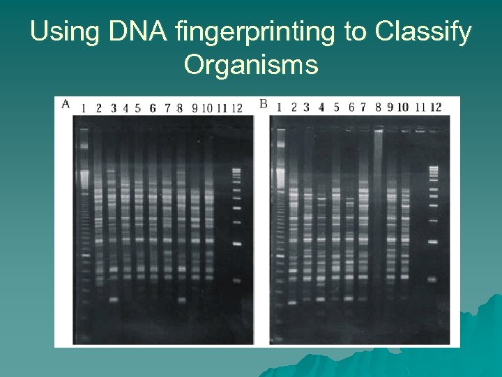 Using DNA fingerprinting to Classify Organisms 