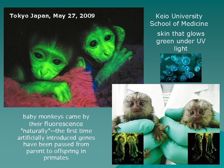 Tokyo Japan, May 27, 2009 Keio University School of Medicine skin that glows green
