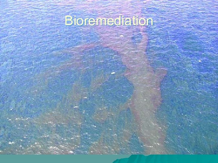 Bioremediation 