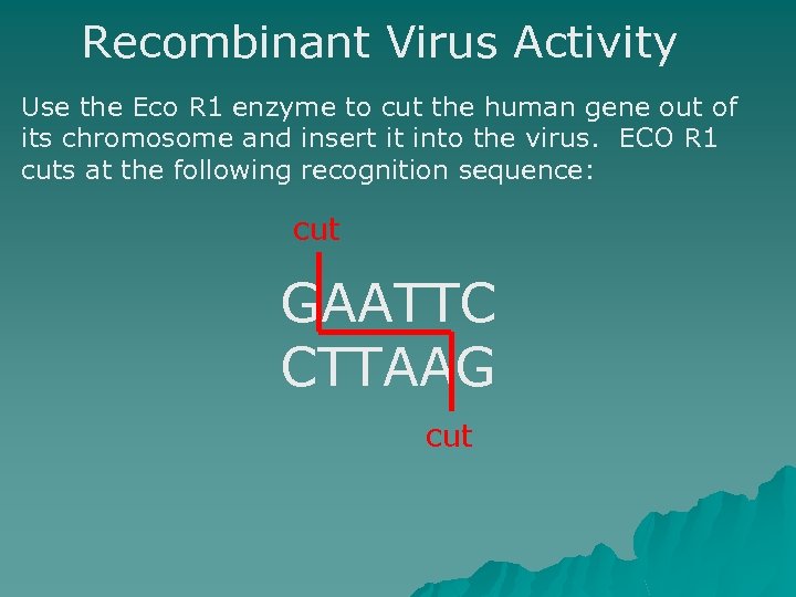 Recombinant Virus Activity Use the Eco R 1 enzyme to cut the human gene