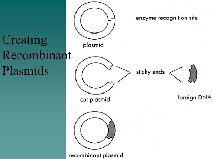 Creating Recombinant Plasmids 
