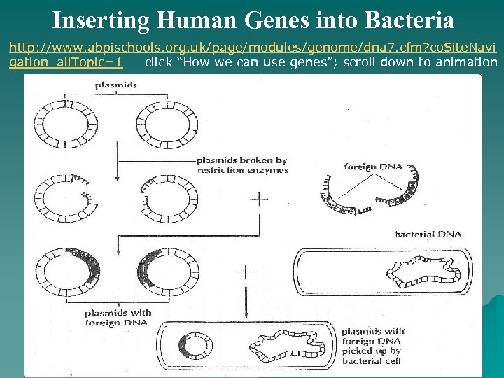 Inserting Human Genes into Bacteria http: //www. abpischools. org. uk/page/modules/genome/dna 7. cfm? co. Site.