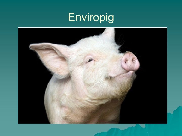 Enviropig 