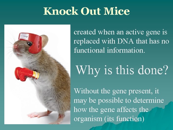 Knock Out Mice created when an active gene is replaced with DNA that has