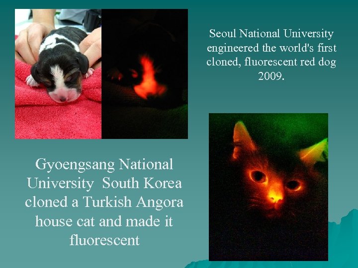Seoul National University engineered the world's first cloned, fluorescent red dog 2009. Gyoengsang National