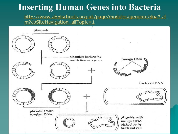 Inserting Human Genes into Bacteria http: //www. abpischools. org. uk/page/modules/genome/dna 7. cf m? co.