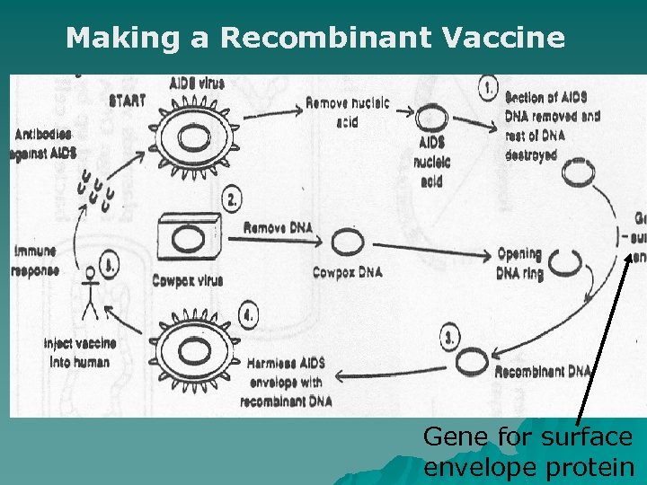 Making a Recombinant Vaccine Gene for surface envelope protein 