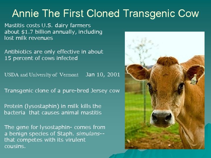 Annie The First Cloned Transgenic Cow Mastitis costs U. S. dairy farmers about $1.