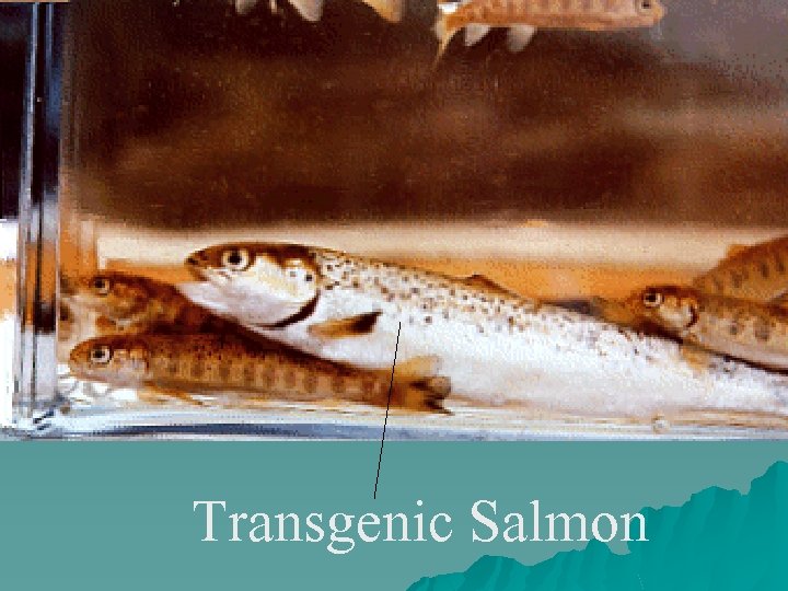 Transgenic Salmon 