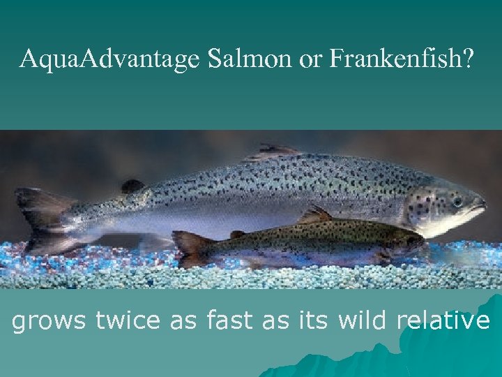 Aqua. Advantage Salmon or Frankenfish? grows twice as fast as its wild relative 