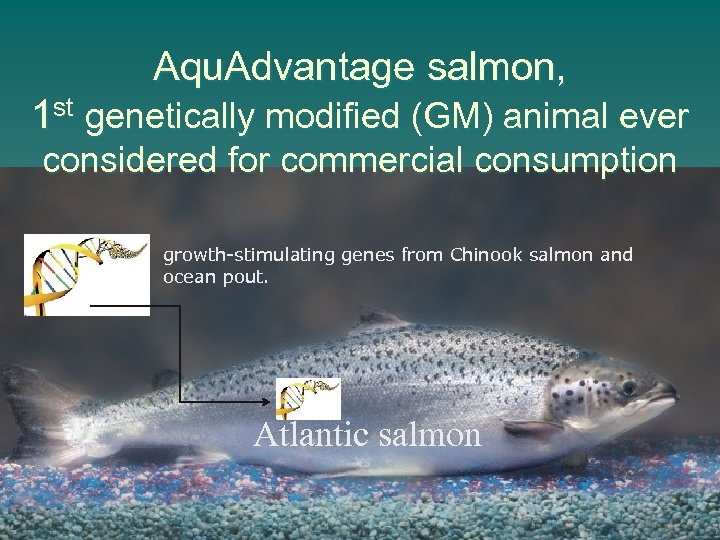 Aqu. Advantage salmon, 1 st genetically modified (GM) animal ever considered for commercial consumption