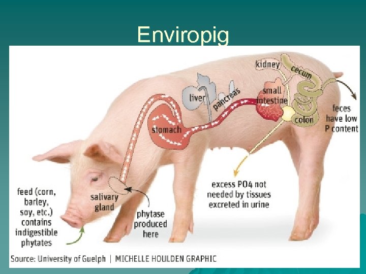Enviropig 