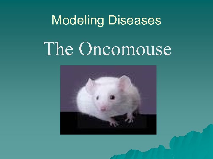 Modeling Diseases The Oncomouse 