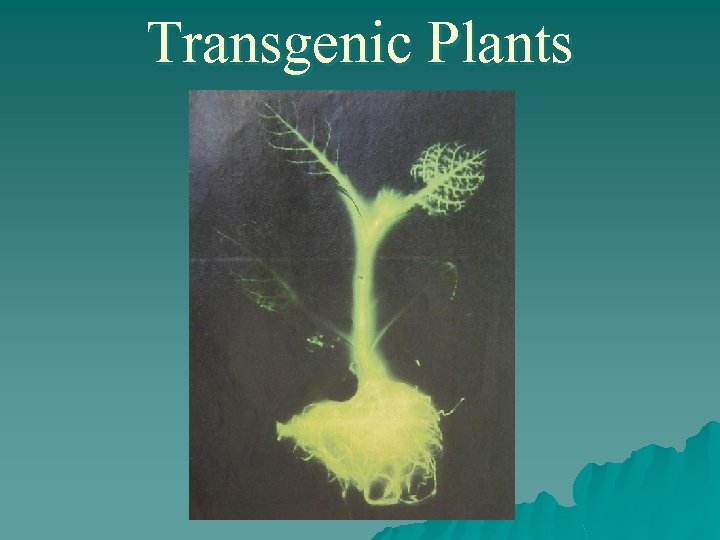 Transgenic Plants 