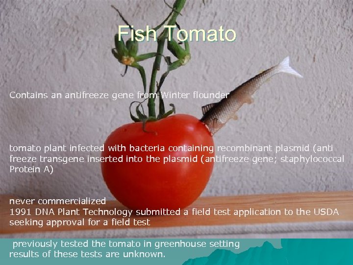 Fish Tomato Contains an antifreeze gene from Winter flounder tomato plant infected with bacteria