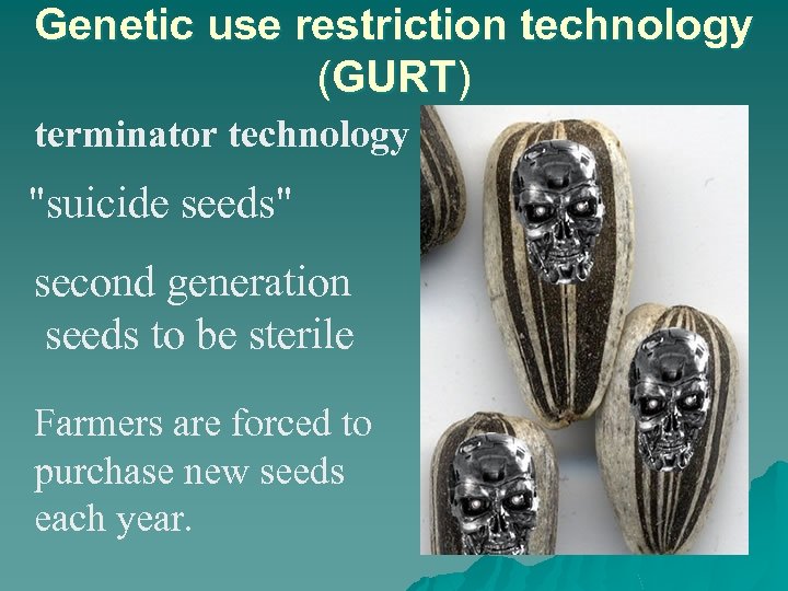 Genetic use restriction technology (GURT) terminator technology "suicide seeds" second generation seeds to be
