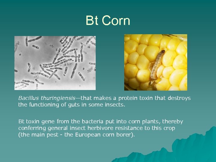 Bt Corn Bacillus thuringiensis—that makes a protein toxin that destroys the functioning of guts