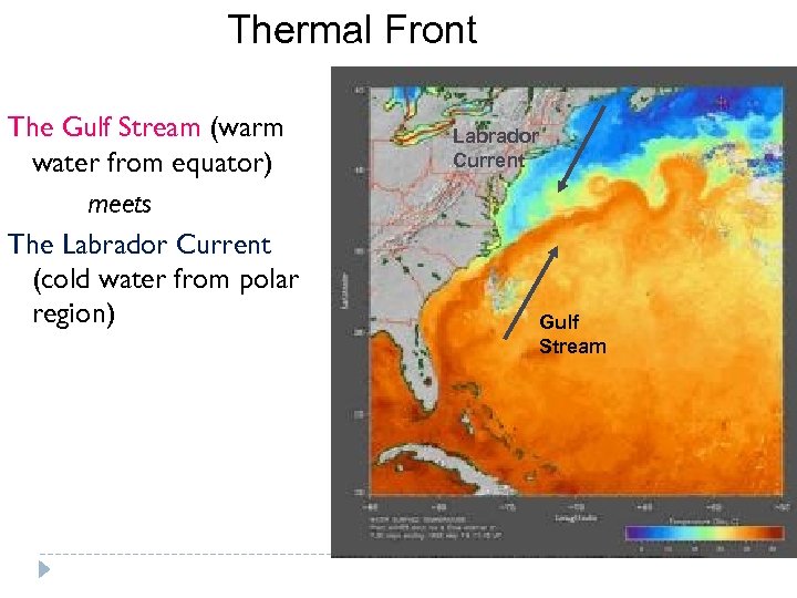 Thermal Front The Gulf Stream (warm water from equator) meets The Labrador Current (cold