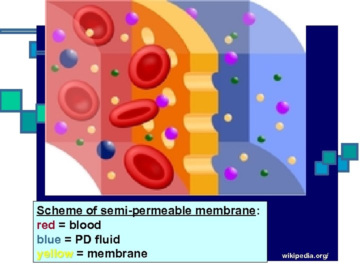 Scheme of semi-permeable membrane: red = blood blue = PD fluid yellow = membrane