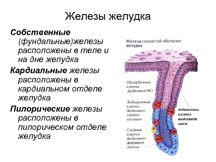 Железы желудка Собственные (фундальные)железы расположены в теле и на дне желудка Кардиальные железы расположены