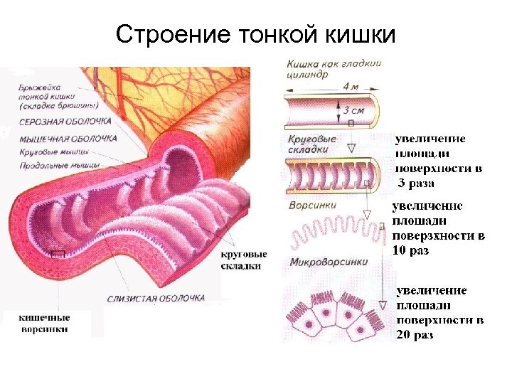 Общая длина тонкого кишечника. Анатомические структуры тонкого кишечника. Тонкая кишка строение и функции анатомия. Тонкий кишечник строение и функции анатомия. Схема строения тонкого кишечника.