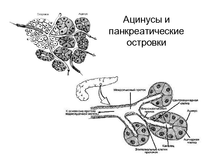 Поджелудочная железа гистология рисунок