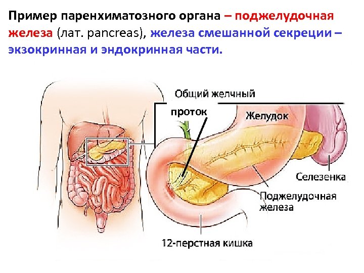 Пример паренхиматозного органа – поджелудочная железа (лат. pancreas), железа смешанной секреции – экзокринная и