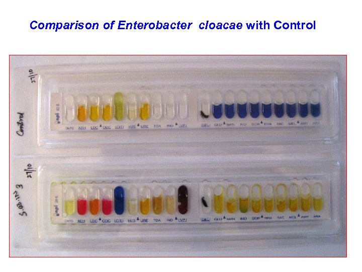  Comparison of Enterobacter cloacae with Control 