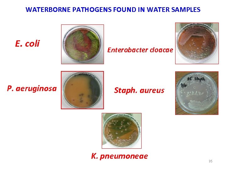WATERBORNE PATHOGENS FOUND IN WATER SAMPLES E. coli P. aeruginosa Enterobacter cloacae Staph. aureus