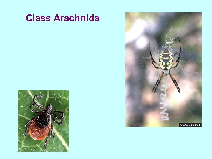 Class Arachnida 